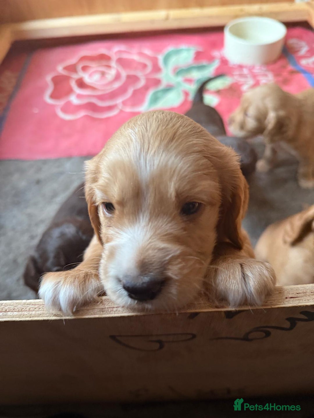 Sprocker dogs for sale: Beautiful, Loveable Spaniels For Sale - Image 3