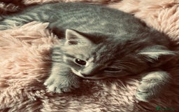 Brazilian Shorthair cats for sale: Silver tipped BSH *one girl left* - Image 7