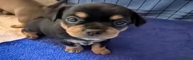 Mixed Breed 3