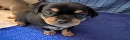 Mixed Breed dogs for sale: Shih Chi X chihuahua Frenchie - Advert 22