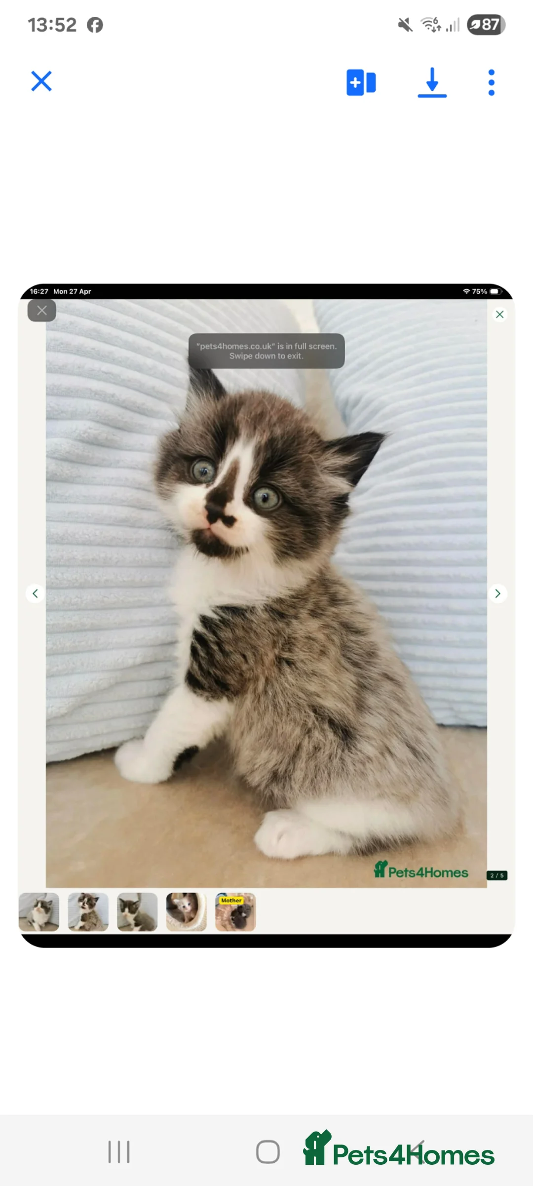 Maine Coon cats for sale: Mum Is Maine Coon x Ragdoll and dad mixed breed - Advert 2