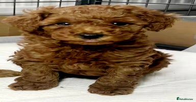 Toy Poodle dogs - Advert 6