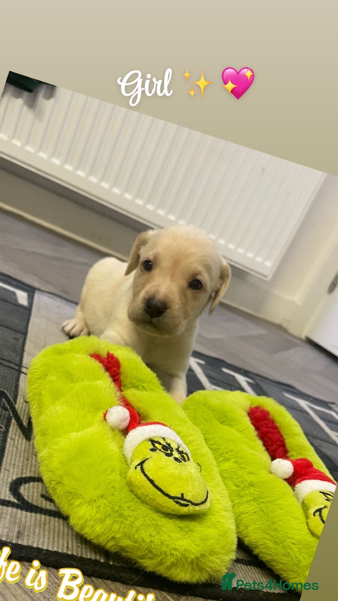 Labrador Retriever dogs for sale: Stunning lab pups - Advert 20