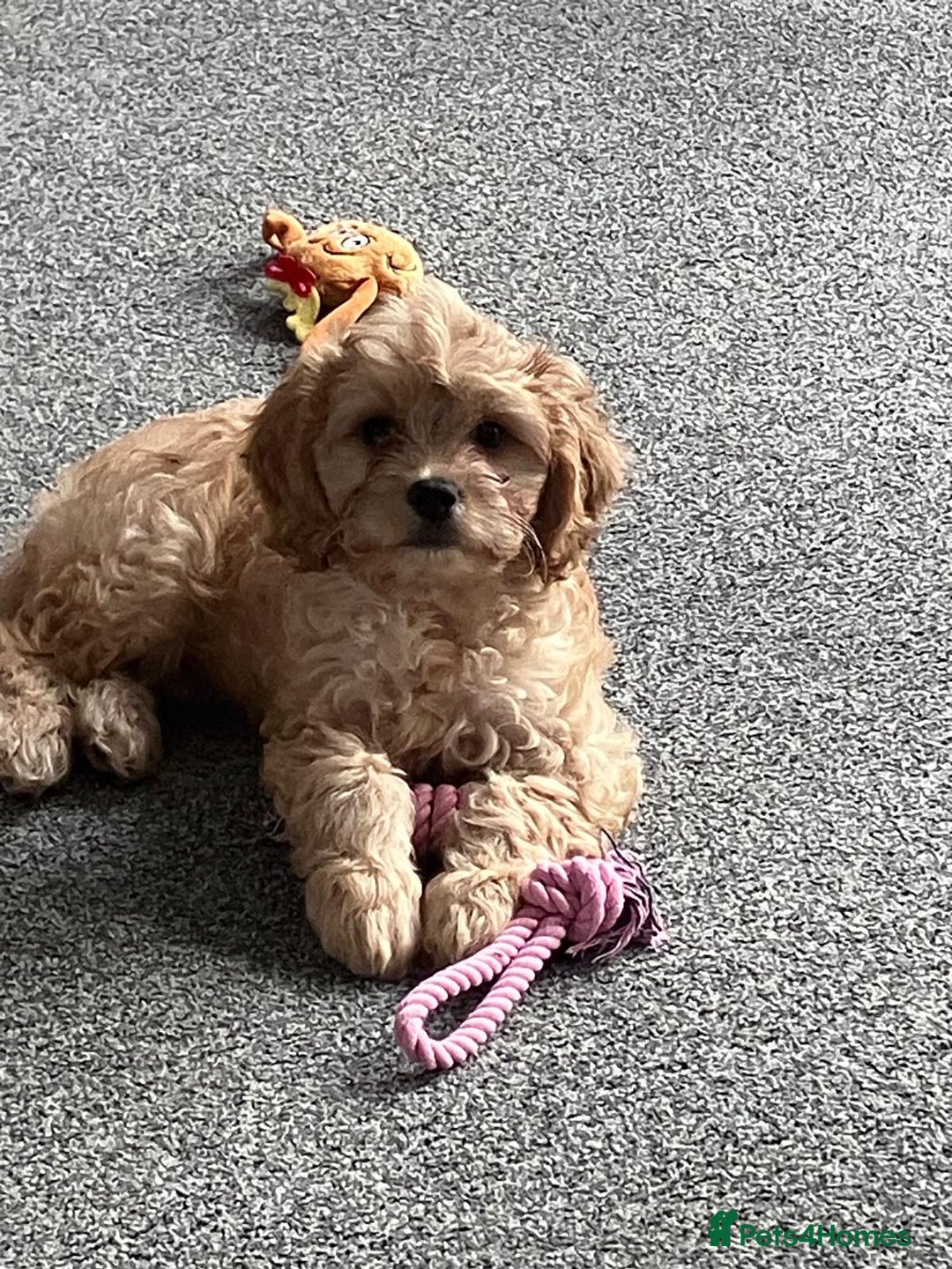 Cockapoo dogs for sale: Beautiful Cockerpoo puppy  - Advert 4