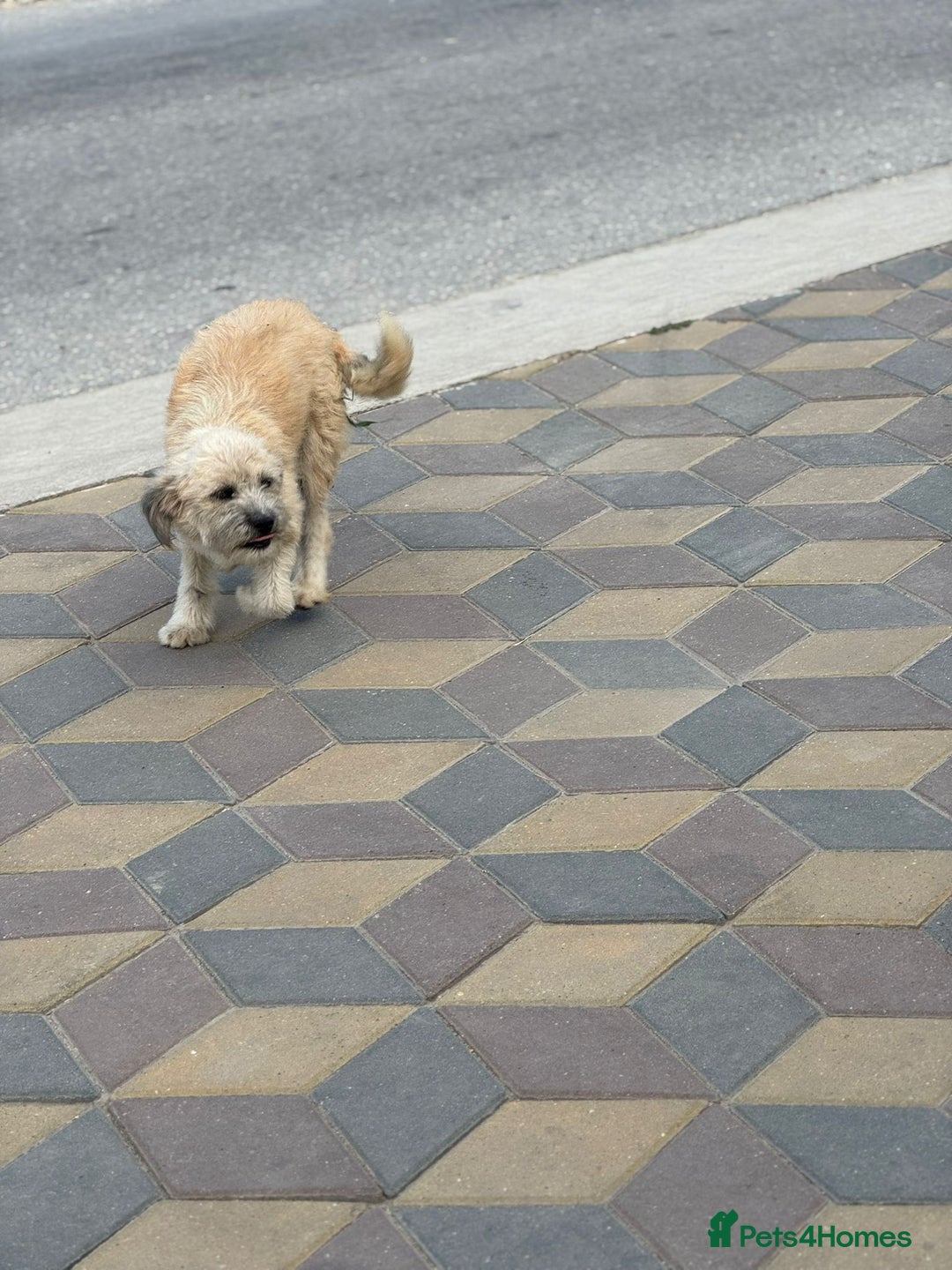 Mixed Breed dogs for adoption: ALMA - a Superb little Girl for a Loving Home - Image 2