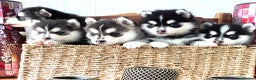 Pomsky dogs for sale: Very Tiny F4 Pomskys REDUCED NEEDS HOMES NOW - Advert 27