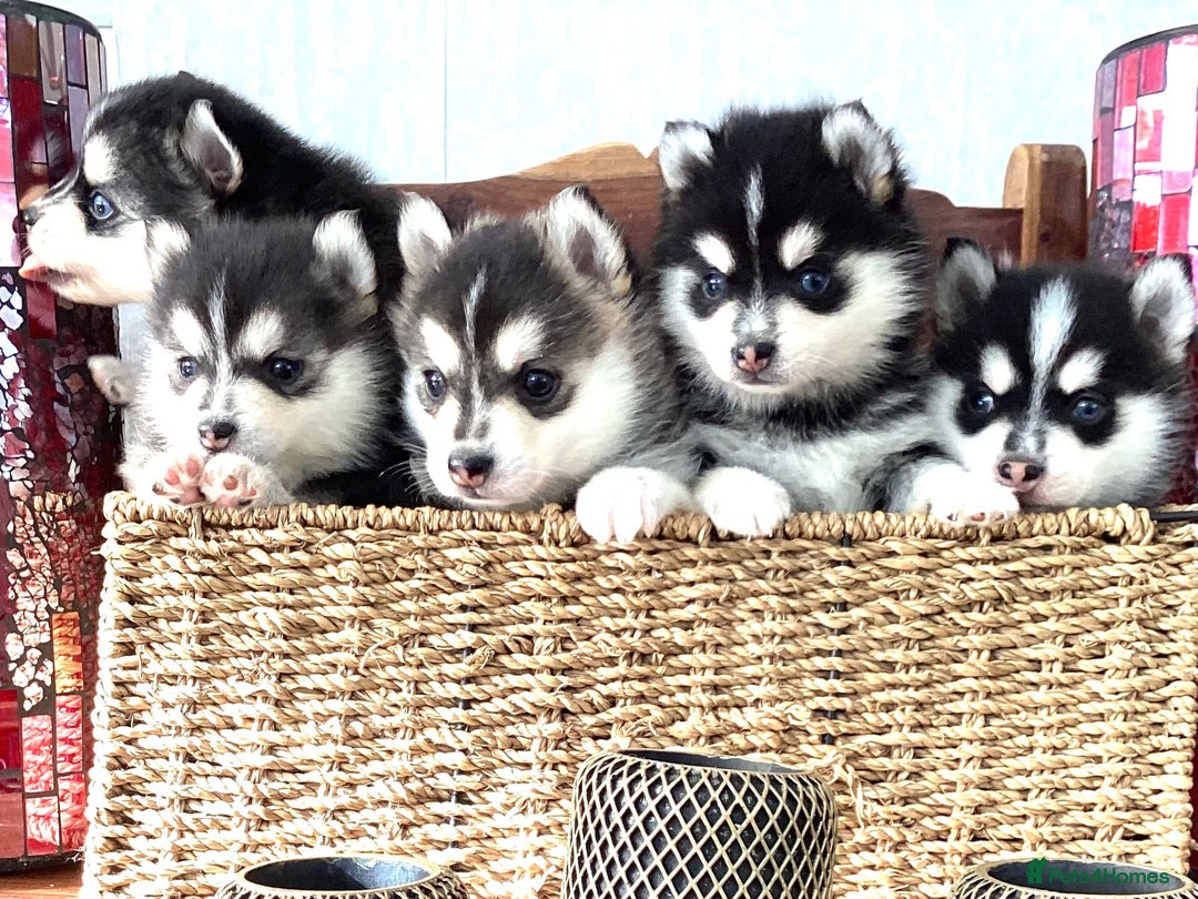 Pomsky dogs for sale: Very Tiny F4 Pomskys  - Image 27