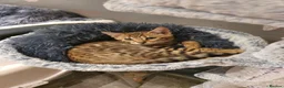 Bengal cats for sale: 🐆🐆Beautiful Pedigree Bengal Kittens🐆🐆  - Advert 3