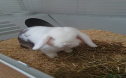 Mini Lop rabbits for sale: Male mini lop - Image 3