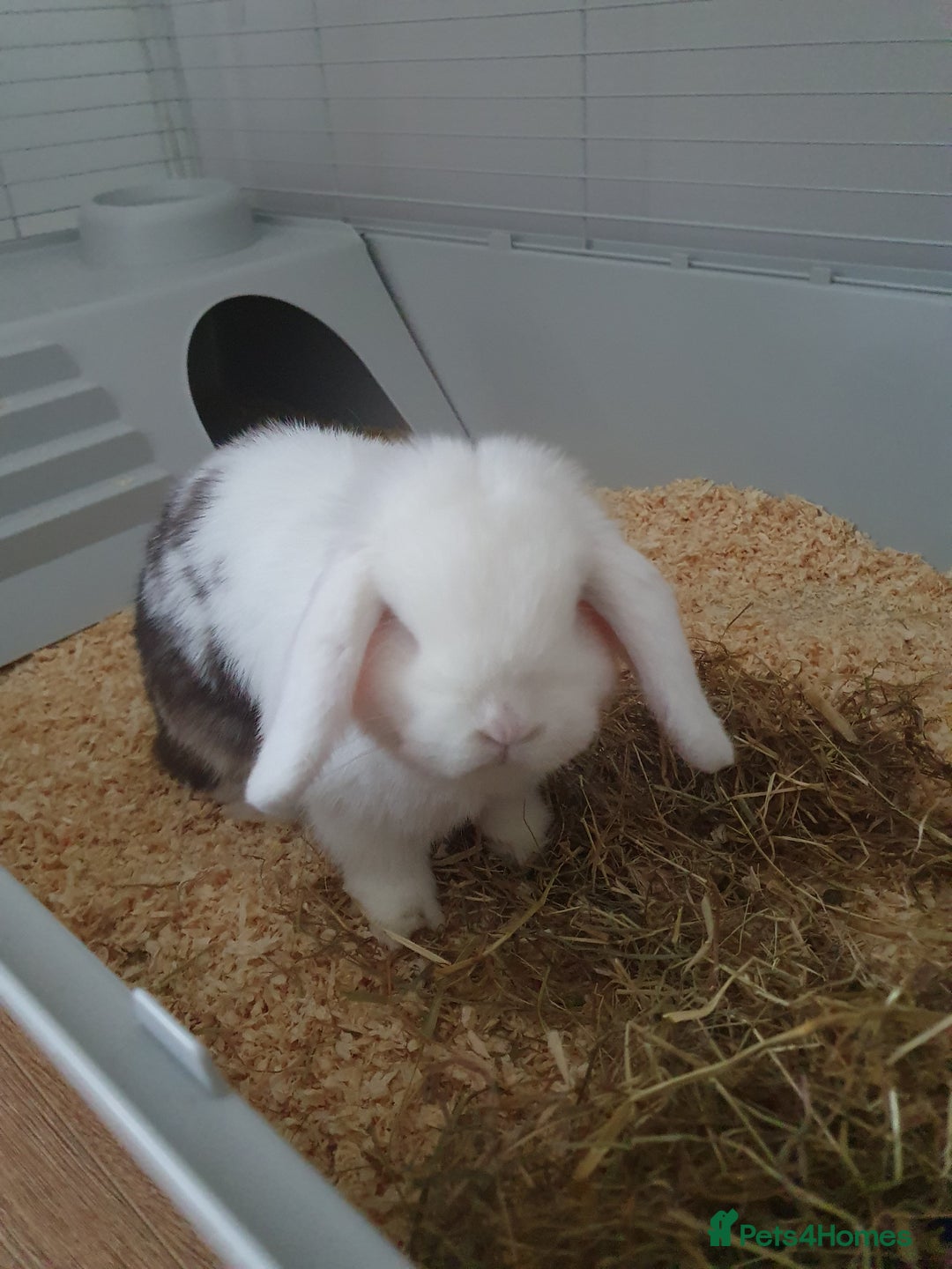 Mini Lop rabbits for sale: Male mini lop - Image 3