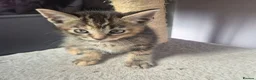 Mixed Breed cats for sale: Playful kittens in London - Advert 2