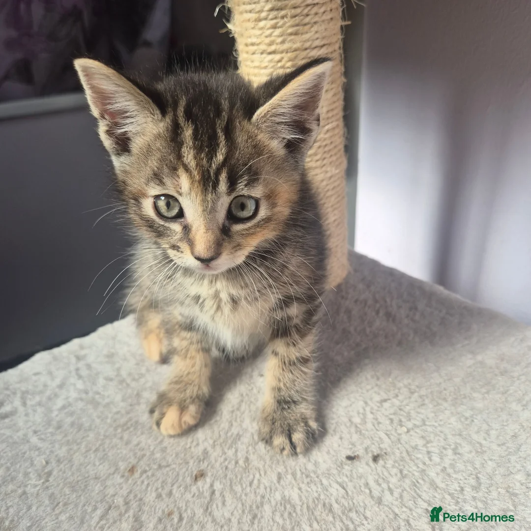 Mixed Breed cats for sale: Playful kittens in London - Advert 2