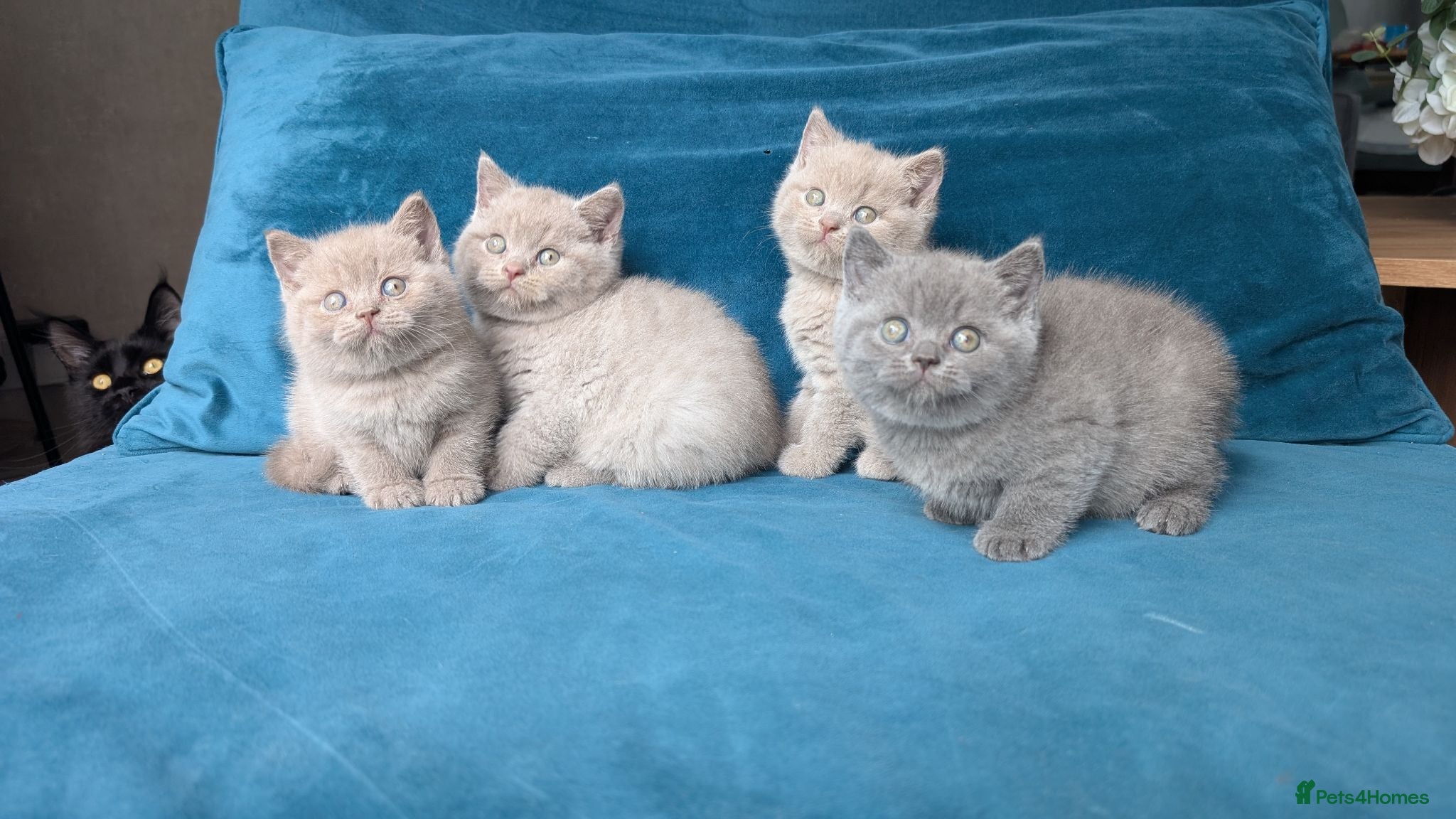 British Shorthair cats GCCF REGISTERED OUTSTANDING BRITISH SHORTHAIR  - Advert 1