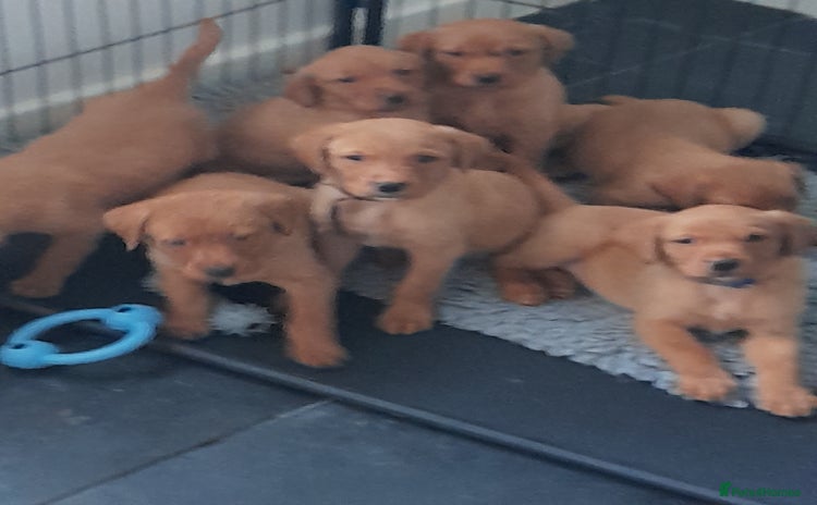 Labrador Retriever dogs - Advert 12