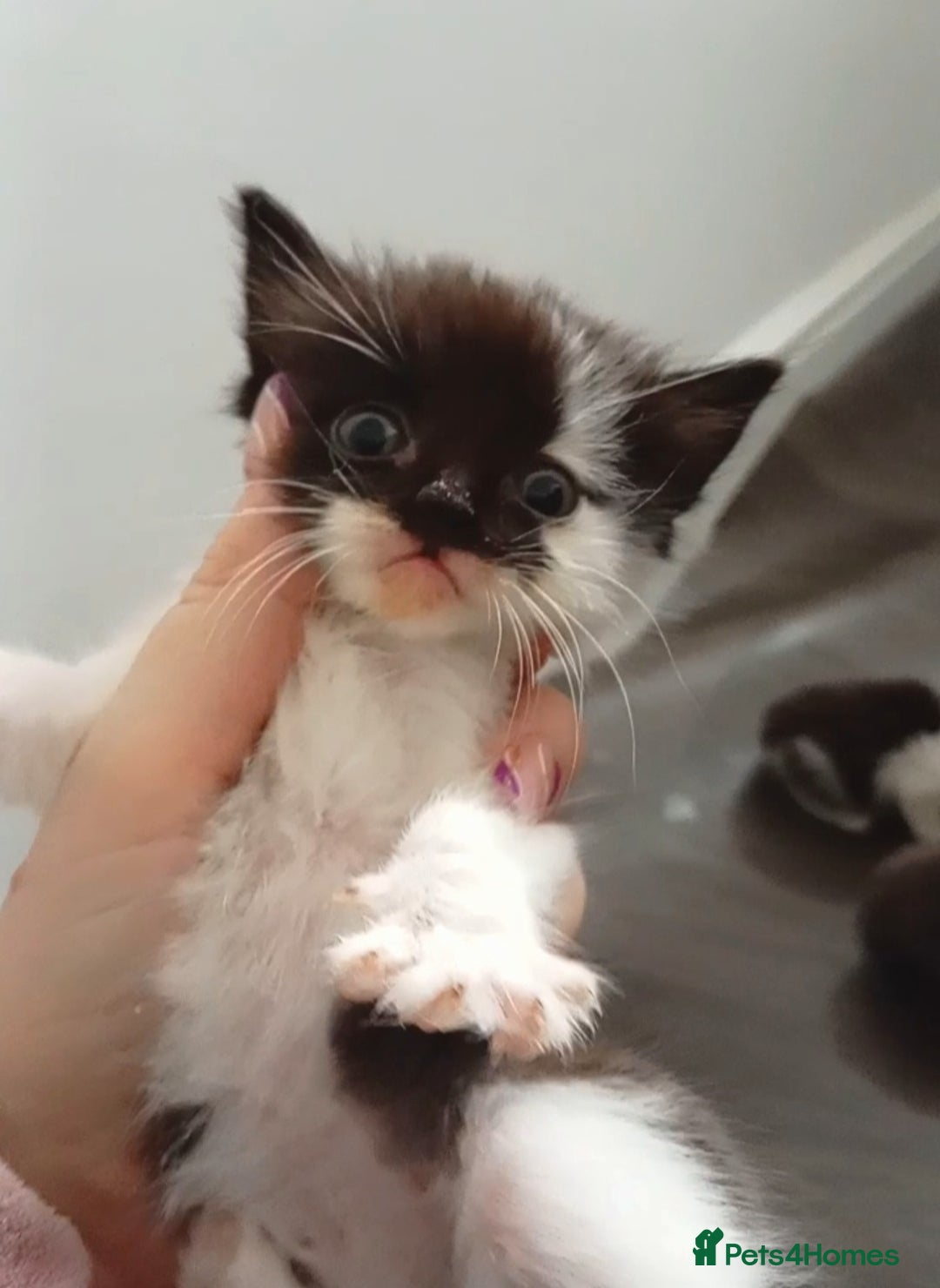 Mixed Breed cats for sale: Ragdoll mix tuxedo kittens - Image 3