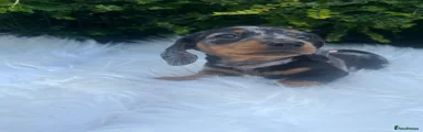 Miniature Dachshund 4