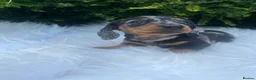 Miniature Dachshund dogs for sale: Gorgeous kaninchen/miniature puppies - Advert 11