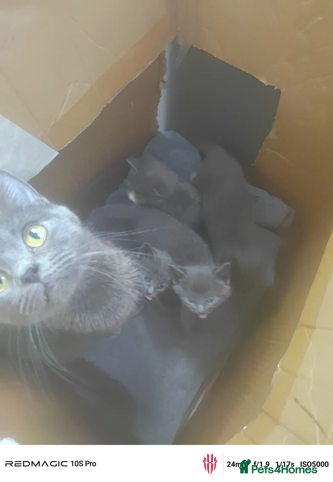 British Shorthair cats for sale: 4 kittens. Gray.  - Advert 2