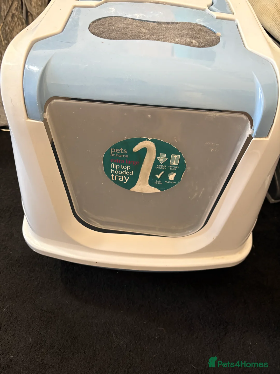 Bengal cats for sale: Cat (Bengal) in Sheffield - Advert 2