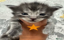 Maine Coon cats for sale: Full Maine Coone Kittens - Image 13