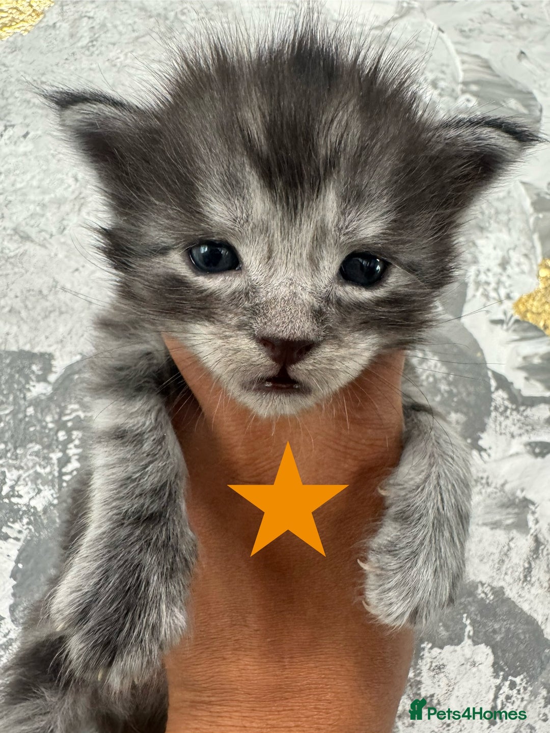 Maine Coon cats for sale: Full Maine Coone Kittens - Image 13