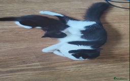 British Longhair cats for sale: Mother and kitten for sale - Image 3