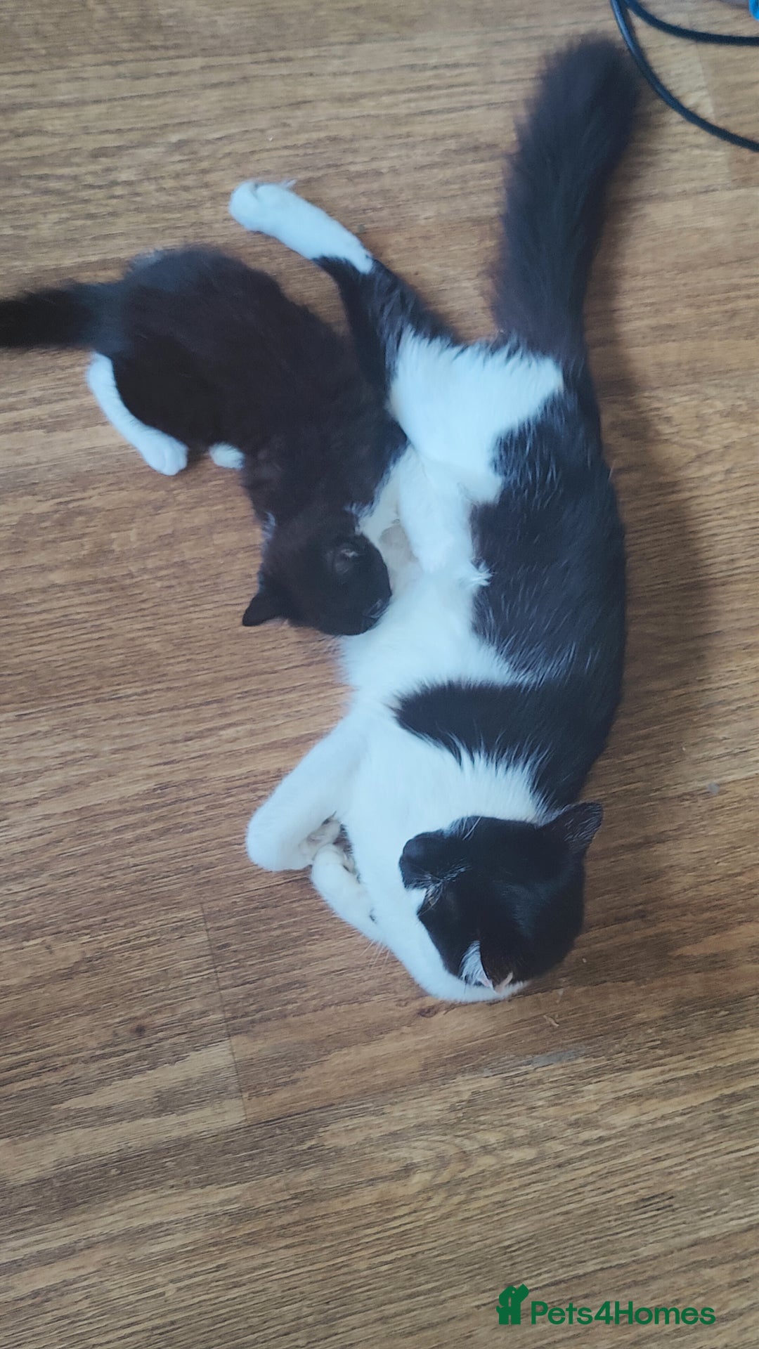 British Longhair cats for sale: Mother and kitten for sale - Image 3