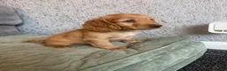 Cocker Spaniel dogs for sale: Beautiful Cocker spaniel pups  - Advert 25