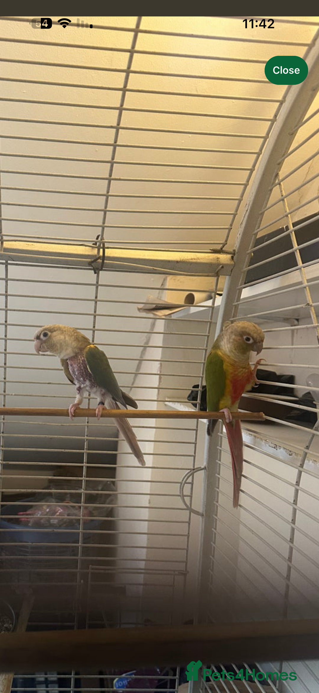 Parrots birds for sale: اثنان من كونور للبيع في حالة جيدة200£جنيه إسترليني - Advert 1