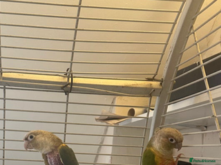 Parrots birds Two of conures for sale in good condition, £300 - Advert 1