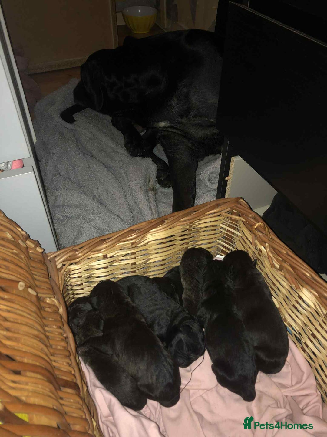 Cane Corso dogs for sale: Champion bloodline cane corso puppys - Image 3