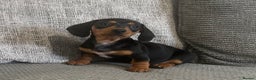 Miniature Dachshund dogs for sale: 1 boy left Ready to leave  - Advert 13