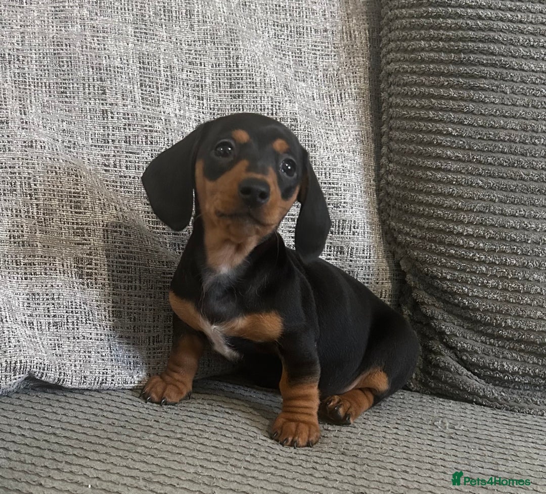 Miniature Dachshund dogs for sale: 1 boy left Ready to leave  - Advert 13