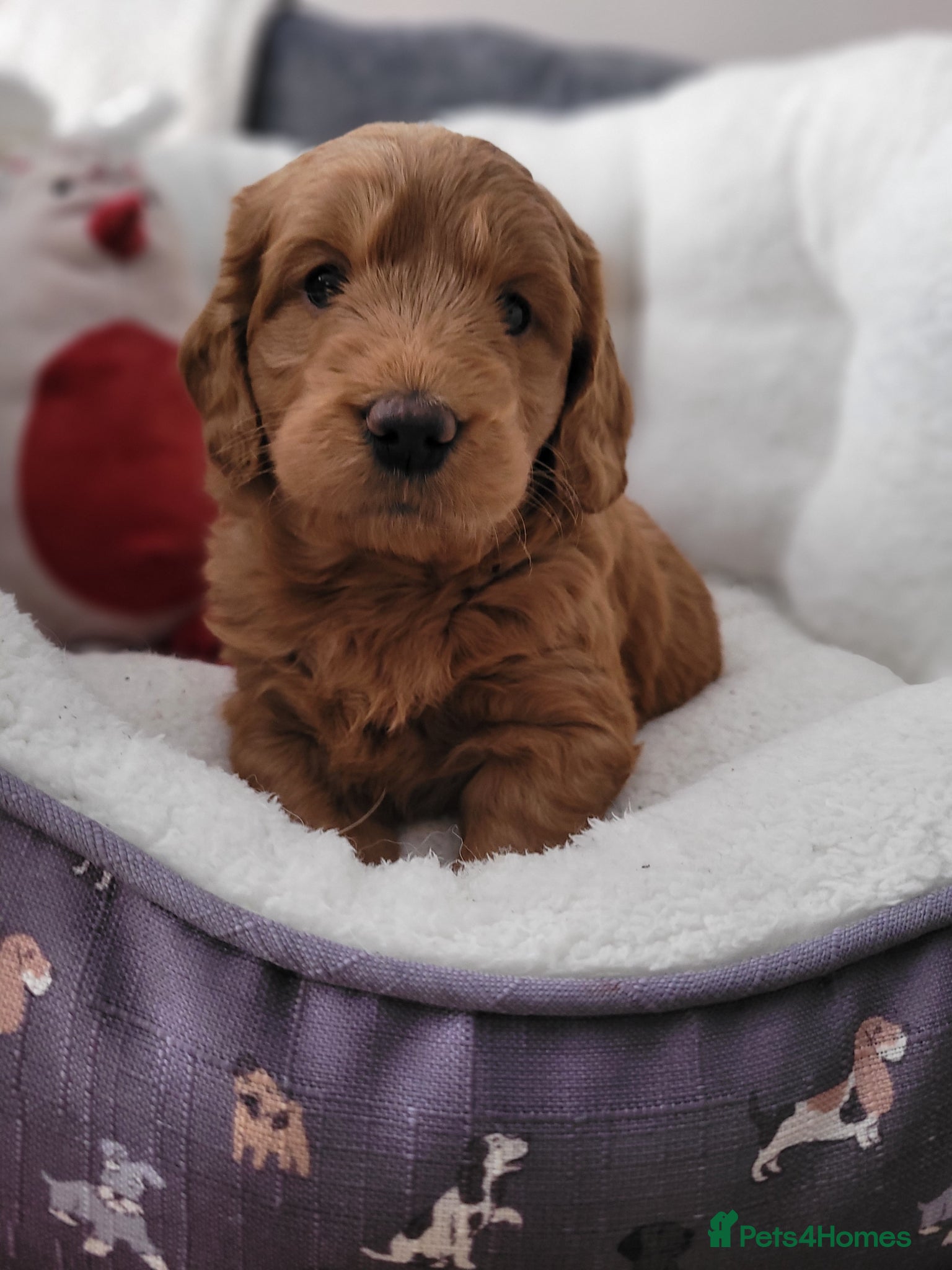 Goldendoodle dogs  F1 Goldendoodles only 1 chunky red boy available  - Advert 2