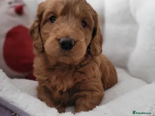 Goldendoodle dogs F1 Goldendoodles only 1 chunky red boy available - Advert 5