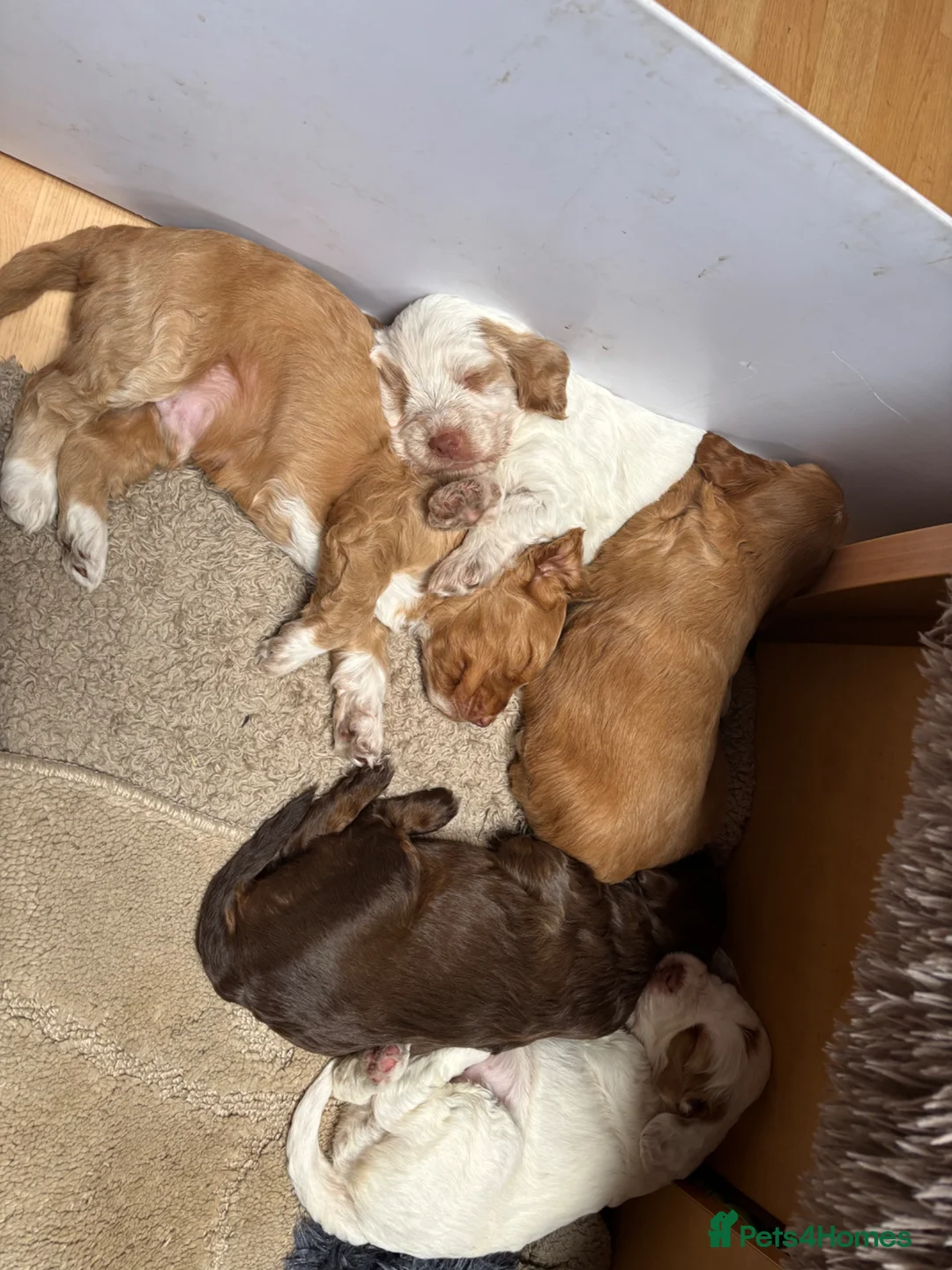 Cockapoo dogs for sale: 3 lovely female Cockerpoos for sale - Advert 2