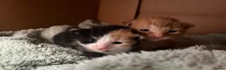Mixed Breed cats for sale: 3 beautiful kittens  - Advert 18