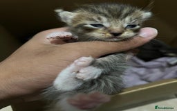 Domestic Shorthair cats for sale: cat and kittens for rehoming - Image 16