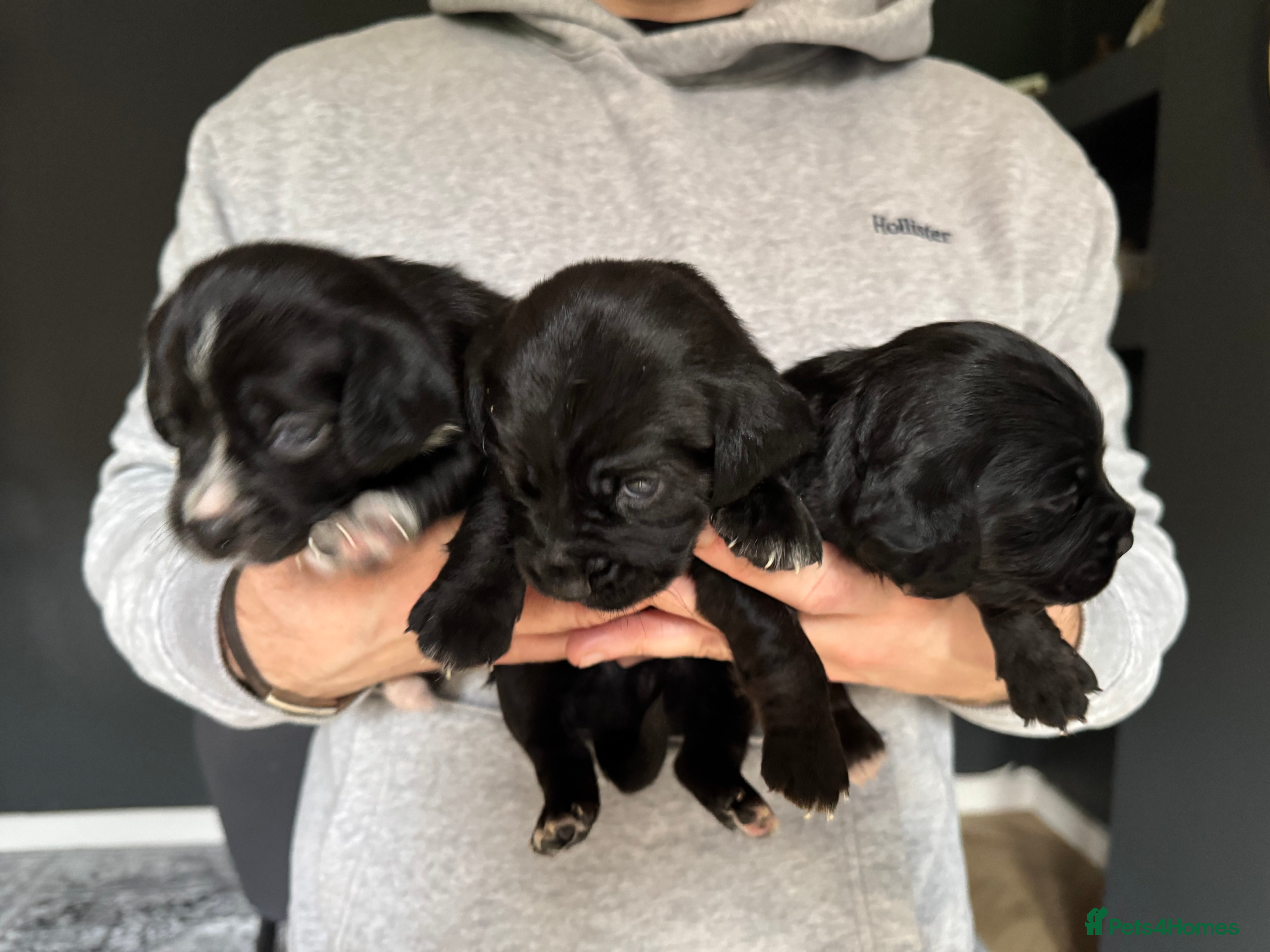 Mixed Breed dogs Chihuahua x  - Advert 22