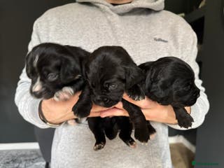 Mixed Breed dogs Chihuahua x - Advert 14