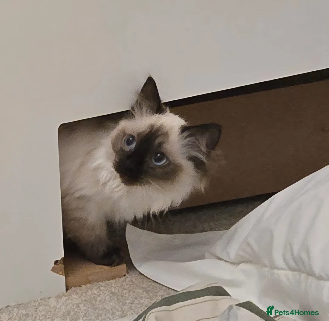 Ragdoll cats for sale: Ragdoll - Advert 3