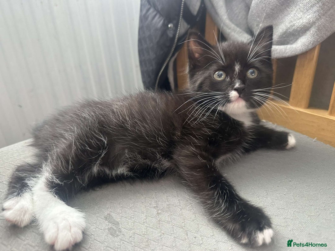 Mixed Breed cats for sale: 2 Beautiful Black n White kittens  - Image 3