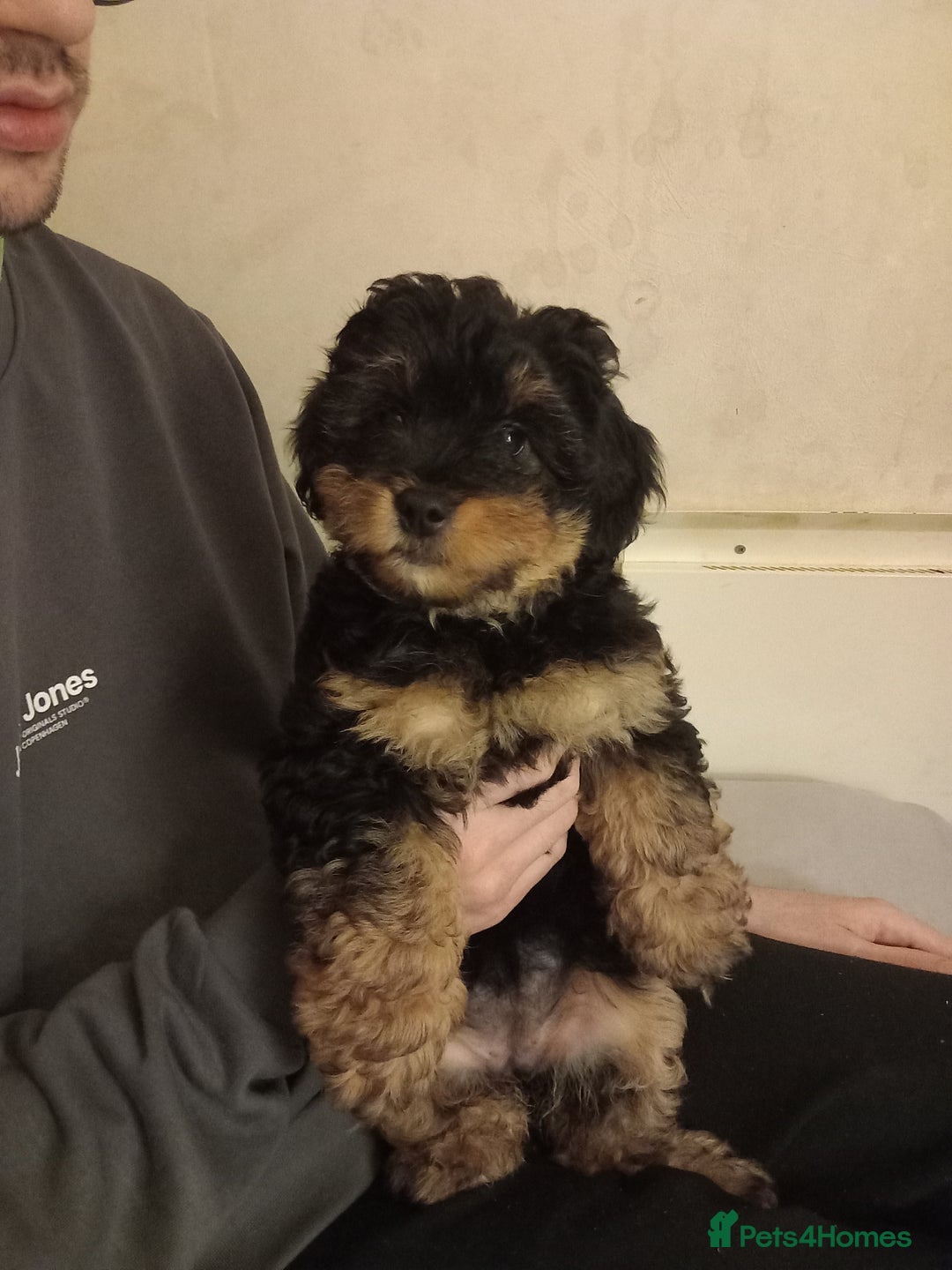 Mixed Breed dogs for sale: Jackapoo cross  - Advert 3