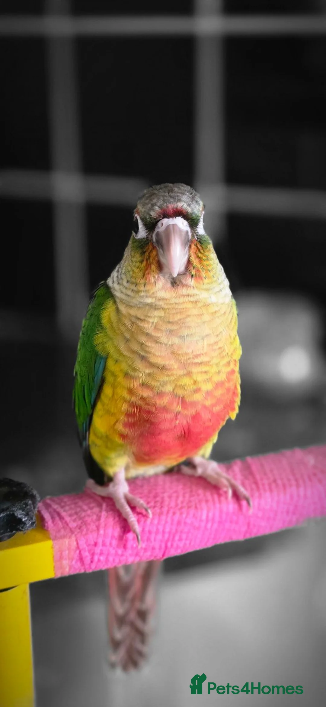 Conures birds for sale: 12 week old Green cheeck conure for sale in Manchester - Advert 1