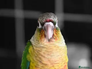 Conures birds 12 week old Green cheeck conure for sale - Advert 1