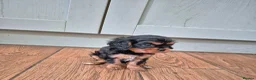 Cavalier King Charles Spaniel dogs for sale: *LASY BOY* *READY * Cavalier King Charles Puppies  - Advert 18