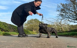 Staffordshire Bull Terrier dogs for sale: Quality Black to blue Staffordshire bull terrier - Image 21