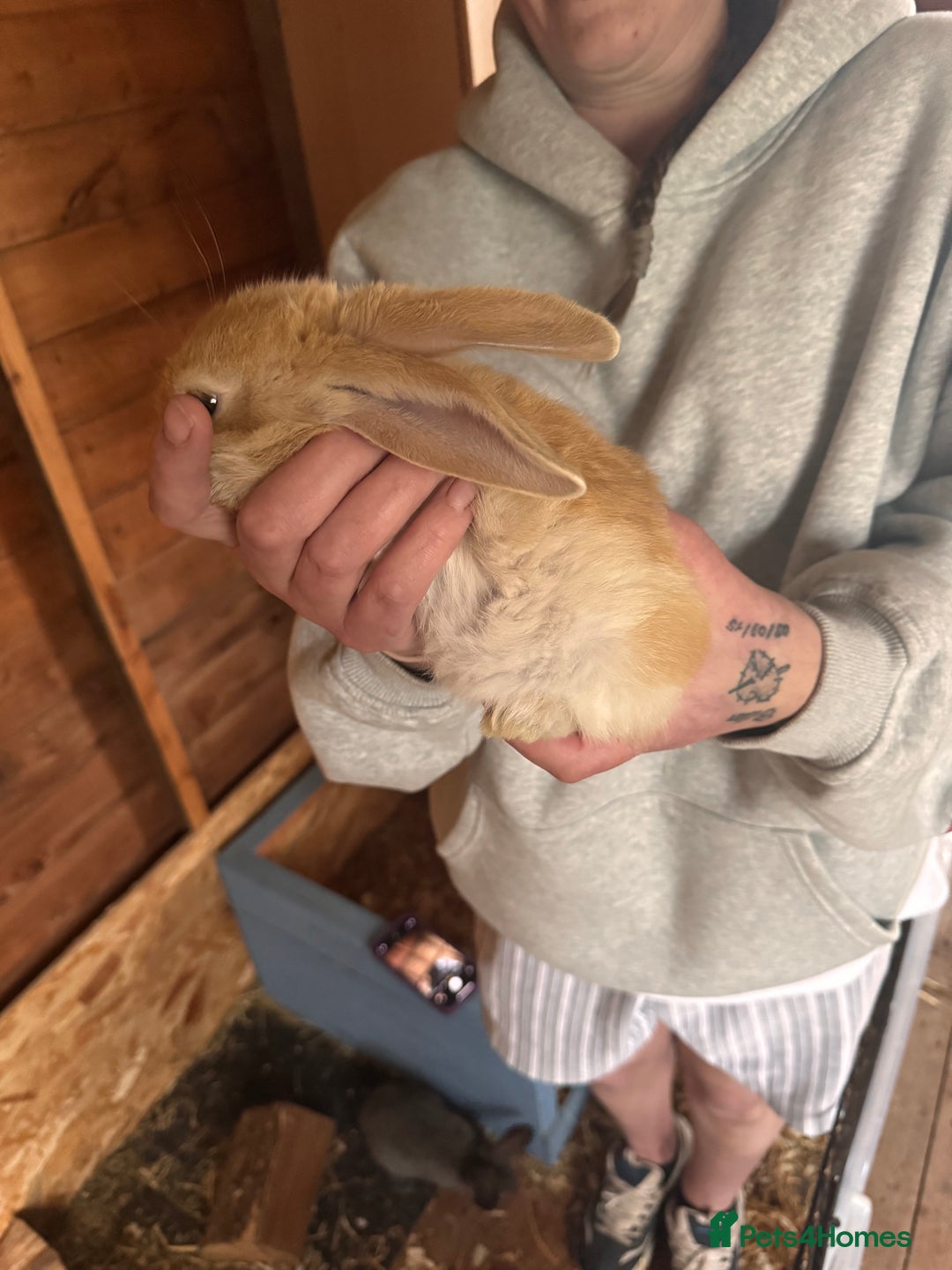 Continental Giant rabbits for sale: Pure Bred Continental Giant Rabbits  - Image 25