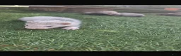 Ferret rodents for sale: Baby Ferrets  - Advert 3