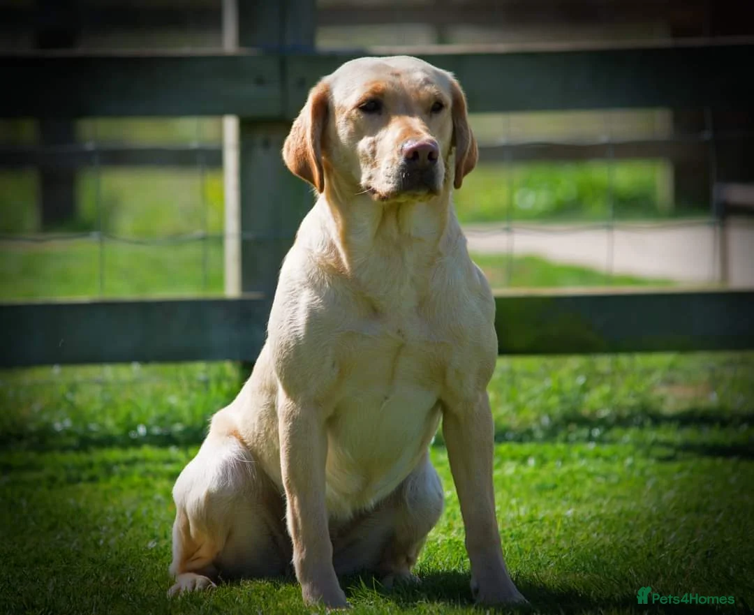 Labrador Retriever dogs for sale: Wonderful Labrador Pups in Stourbridge - Advert 8